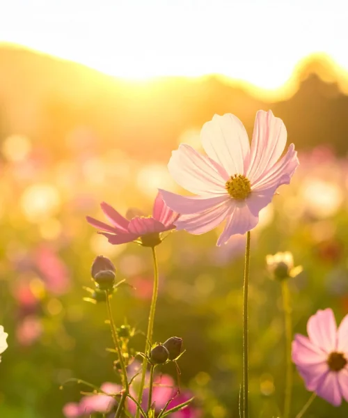 accompagnement Flower (2)
