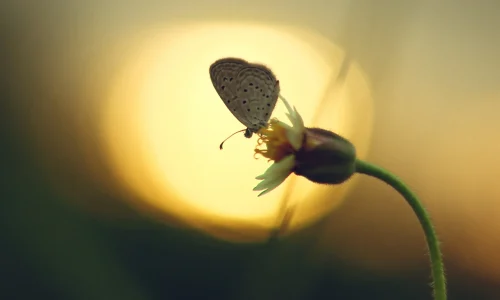 blooming audio